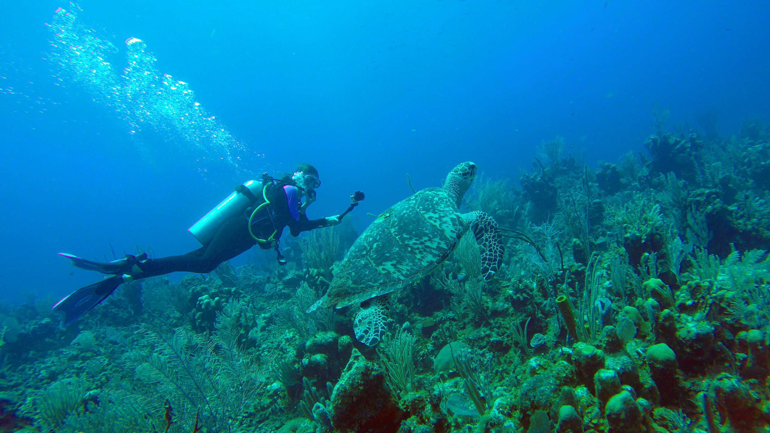 Dive Belize